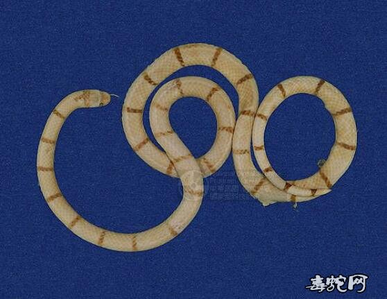 蛇标本图片大全:环纹赤蛇/丽纹蛇标本图片