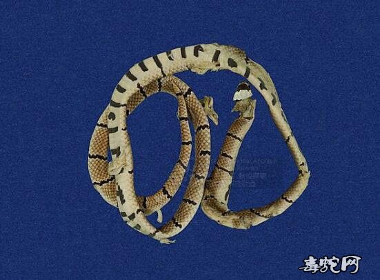 蛇标本图片大全:环纹赤蛇/丽纹蛇标本图片