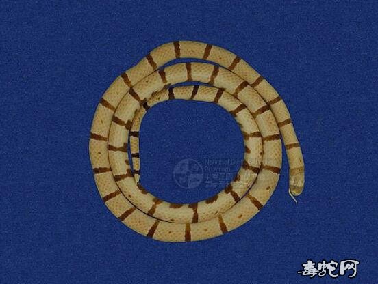 蛇标本图片大全:环纹赤蛇/丽纹蛇标本图片