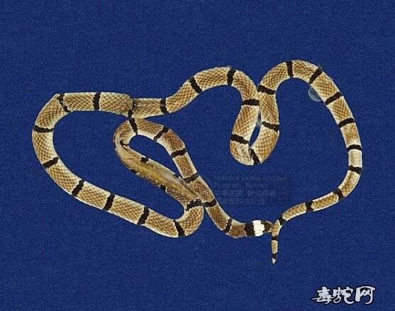 蛇标本图片大全:环纹赤蛇/丽纹蛇标本图片