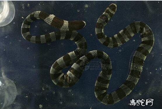 蛇标本图片大全：黄唇青环海蛇/蓝灰扁尾海蛇标本图片