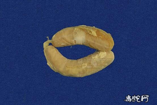 蛇标本图片大全:黄唇青环海蛇/蓝灰扁尾海蛇标本图片