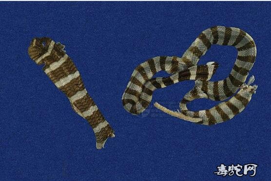 蛇标本图片大全：黄唇青环海蛇/蓝灰扁尾海蛇标本图片