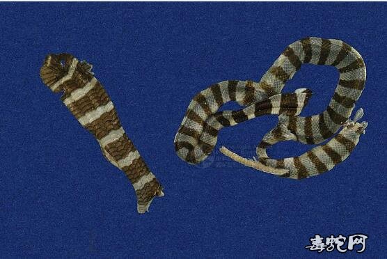 蛇标本图片大全:黄唇青环海蛇/蓝灰扁尾海蛇标本图片