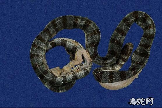 蛇标本图片大全:黄唇青环海蛇/蓝灰扁尾海蛇标本图片