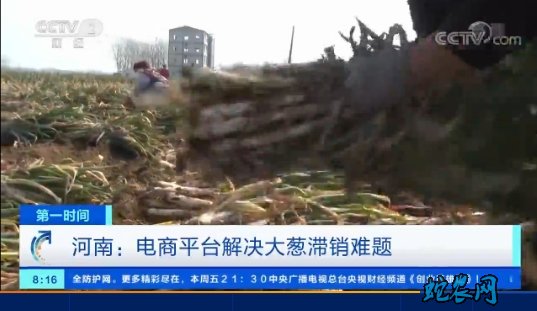 河南电商平台解决大葱滞销难题!为拉葱车辆开辟绿色通道!