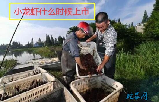 小龙虾什么时候上市?小龙虾每年几月份大上市?