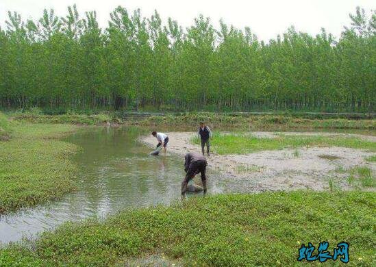 小龙虾什么时候上市?小龙虾每年几月份大上市?