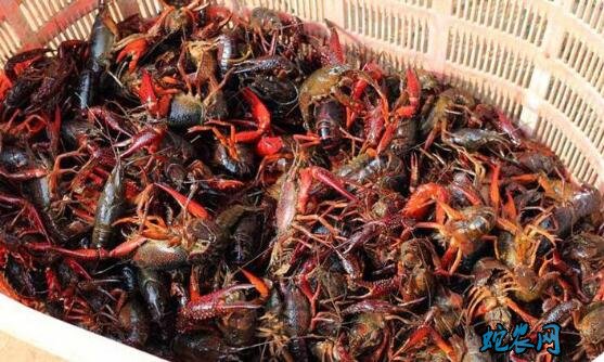 小龙虾什么时候上市?小龙虾每年几月份大上市?