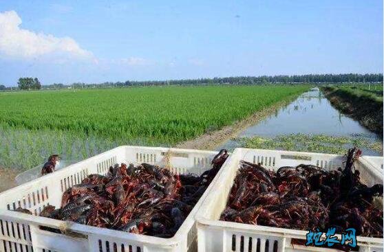 小龙虾如何养殖？稻虾共生一年双季商品虾养殖技术！