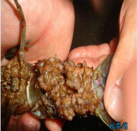 小龙虾如何养殖?稻田一年双季苗种繁育与商品虾养殖技术要点!