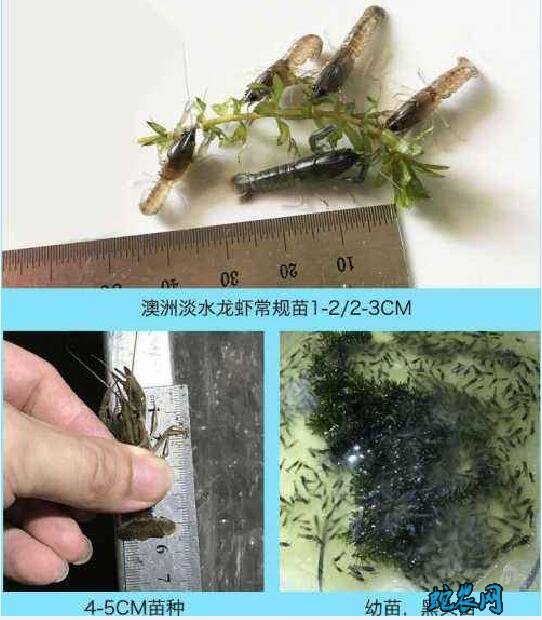 小龙虾如何养殖?稻田一年双季苗种繁育与商品虾养殖技术要点!