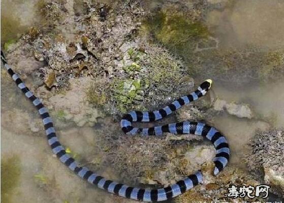 海蛇呼吸、科普海蛇怎么进行呼吸?其实它们还要喝淡水!