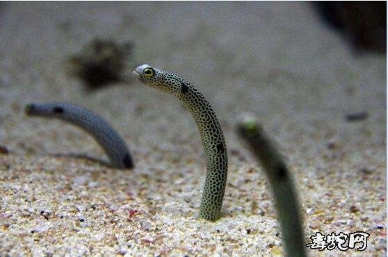 发现世界上年龄最大的蛇、绿茸线蛇1687岁(寿命2万年)！
