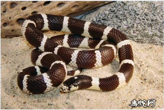 加州王蛇标本图片