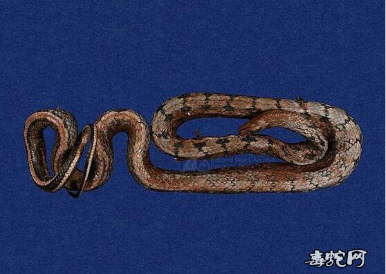 锦蛇/黑眉锦蛇标本图片