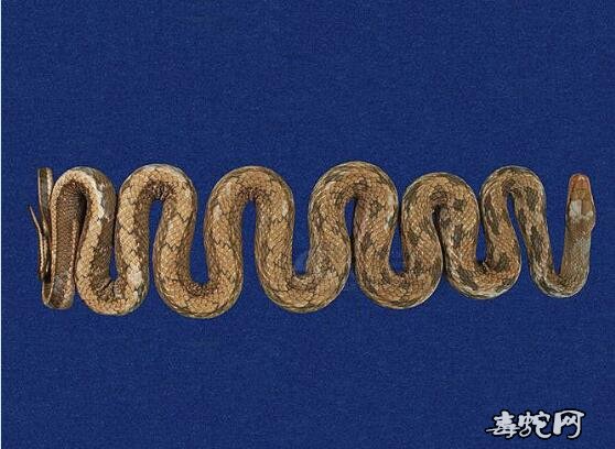 锦蛇/黑眉锦蛇标本图片