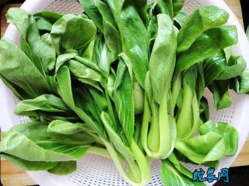 2020年3月2日青菜价格行情、今日青菜多少钱一斤?