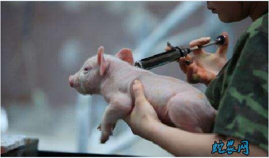 养猪喜讯!哈尔滨兽医研究所研制非洲猪瘟疫苗成功!即将上市!
