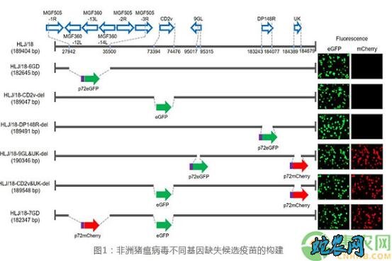 养猪喜讯!哈尔滨兽医研究所研制非洲猪瘟疫苗成功!即将上市!