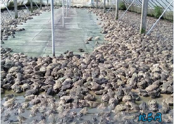 广东2000万斤泰国虎纹蛙压塘!部分专家建议先缓缓!