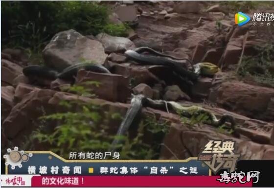 横坡村蛇灾:揭秘群蛇集体“自杀”之谜!