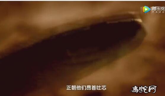 横坡村蛇灾:揭秘群蛇集体“自杀”之谜!