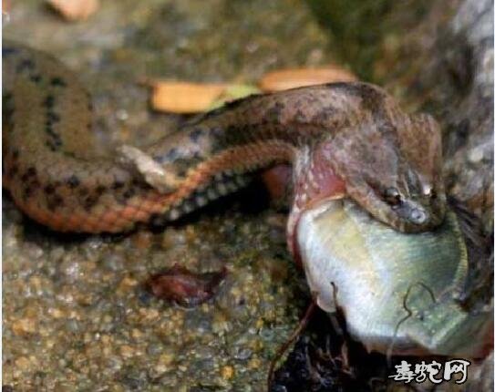泥蛇可以和田螺一起养吗？