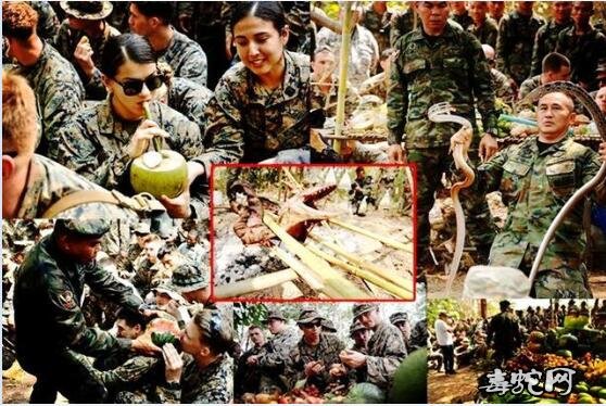 金色眼镜蛇2020军演正在泰国进行！敏感时刻美军还在热带丛林斩眼镜蛇头生饮蛇血！