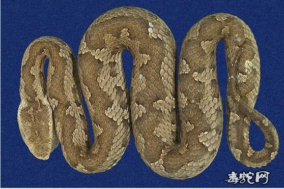 蛇标本图片大全：菊池氏龟壳花/台湾烙铁头蛇标本图片