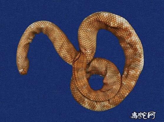 蛇标本图片大全:阔带青斑海蛇/半环扁尾海蛇标本图片