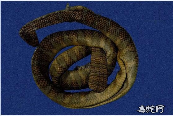 蛇标本图片大全：阔带青斑海蛇/半环扁尾海蛇标本图片
