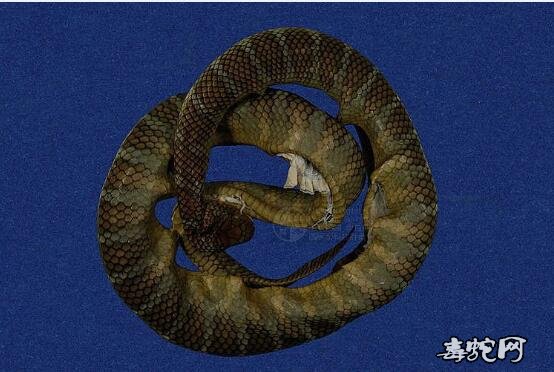 蛇标本图片大全：阔带青斑海蛇/半环扁尾海蛇标本图片