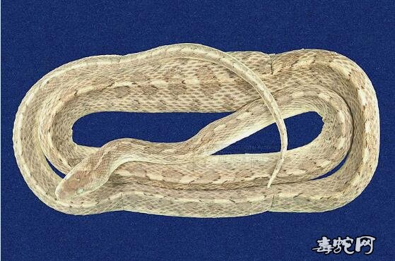 丽纹亚利桑那蛇/光滑蛇标本图片