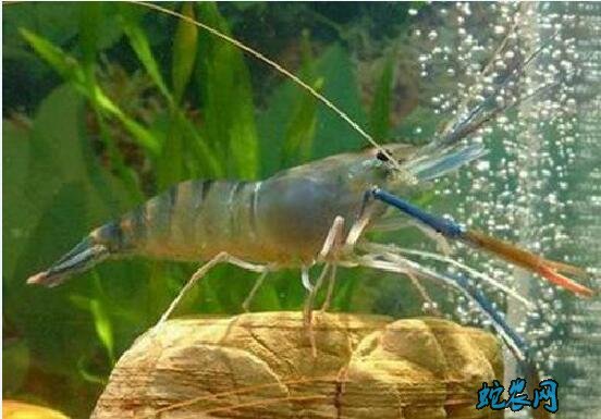河虾的养殖、河虾的养殖高产技术分享!