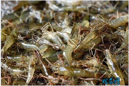 河虾的养殖、河虾的养殖高产技术分享!