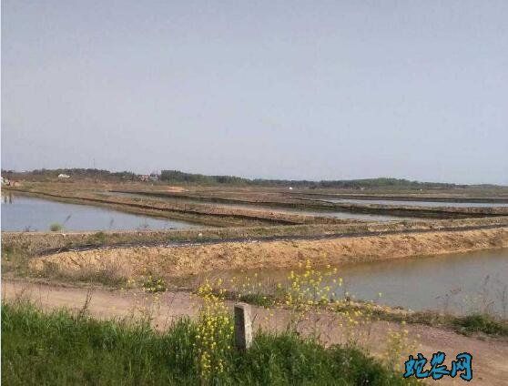 河虾的养殖、河虾的养殖高产技术分享!