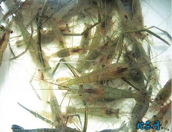 河虾的养殖、河虾的养殖高产技术分享!