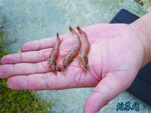 河虾的养殖、河虾的7种常见病防治方法！
