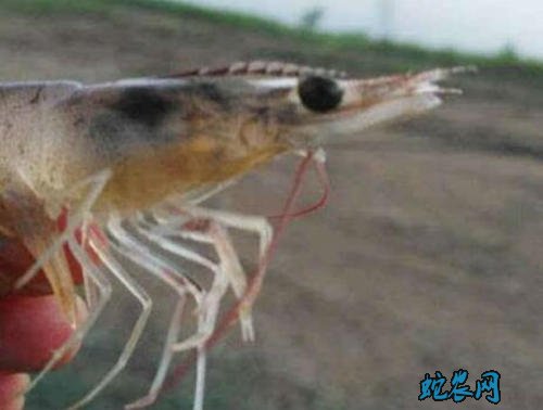 河虾的养殖、河虾的7种常见病防治方法！