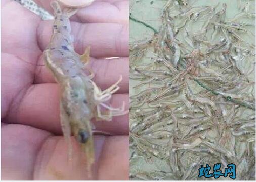 河虾的养殖、河虾的7种常见病防治方法！