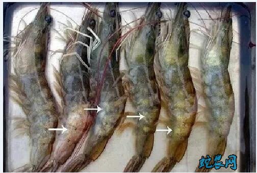 河虾的养殖、河虾的7种常见病防治方法！