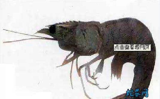 河虾的养殖、河虾的7种常见病防治方法！