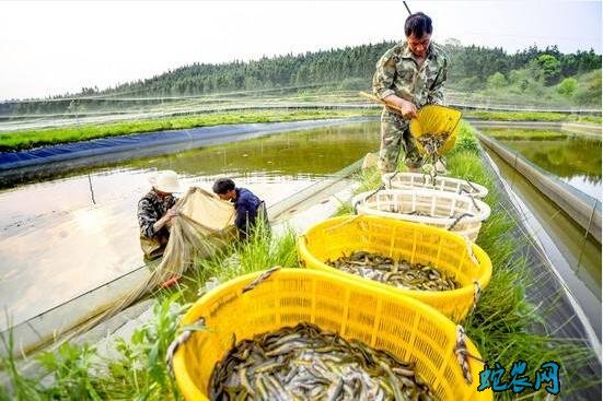 农村养殖泥鳅、2020年农村养殖泥鳅怎么样?前景好吗?