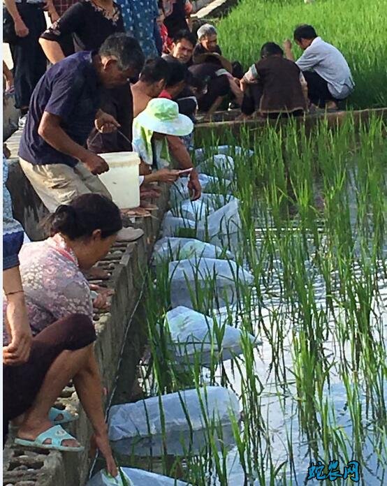 泥鳅一亩养多少?实践中一亩地可以养多少斤泥鳅?