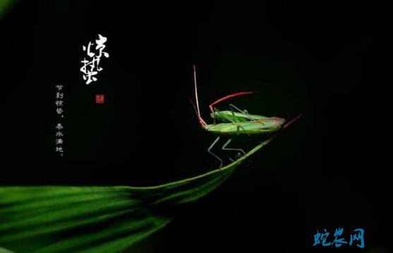 2020年惊蛰是几月几日?惊蛰的风俗和禁忌有哪些?