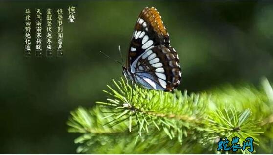 2020年惊蛰是几月几日?惊蛰的风俗和禁忌有哪些?