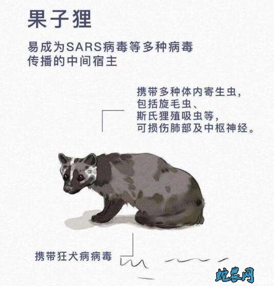 果子狸肉的危害?吃果子狸将成为历史!