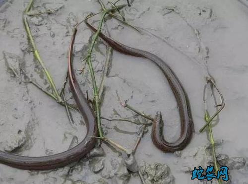 野生黄鳝多少钱一斤？2020年黄鳝价格行情？
