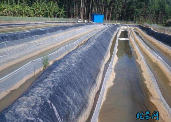 水蛭的养殖方法、水蛭普通常温养殖法!